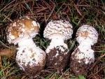 Amanita pantherina - fungi species list A Z